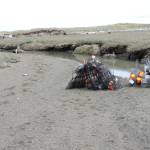 More than 100 traps have been placed on Dungeness Spit to capture European green crabs, considered one of the worst invasive species on the planet by scientists. (Lorenz Sollmann/Washington Maritime National Wildlife Refuge)