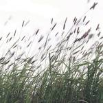 Summer brings a healing breeze and asks that we guide our inner teens, now in Cancer, to higher levels of emotional intelligence. (Creative Outlet)