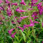 Penstemons: the showy native perennial| Garden Life