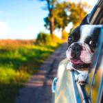 Don&rsquo;t leave your pet alone in a vehicle, especially in warmer weather. (Kitsap Humane Society/Contributed)