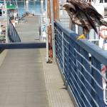 This juvenile bald eagle seemingly didn&rsquo;t mind having its picture taken. (Mary Asla/Contributed)