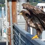 New docks, and eagle, at Brownsville Marina