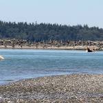 A canoe from Queets, on the Pacific Coast, arrives at Point Julia during the 2016 Canoe Journey. (Richard Walker)