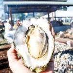 Oysters, it&rsquo;s what&rsquo;s for dinner … as well as clams, salmon and halibut. Traditional foods are a big part of the Canoe Journey. (Sophie Bonomi/2016)