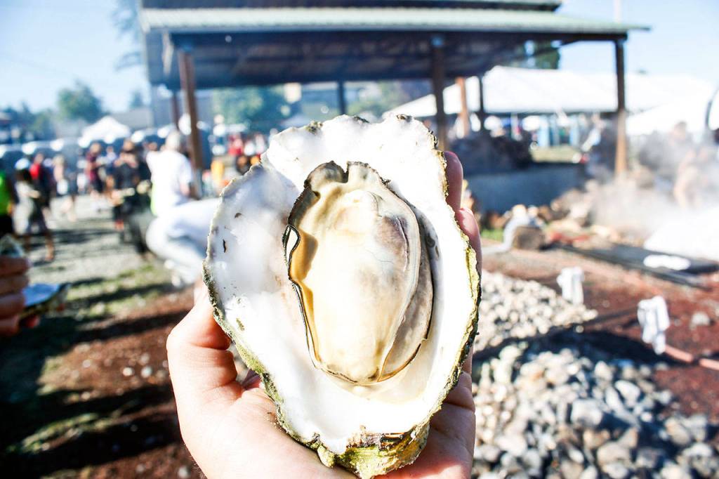 Oysters, it&rsquo;s what&rsquo;s for dinner … as well as clams, salmon and halibut. Traditional foods are a big part of the Canoe Journey. (Sophie Bonomi/2016)