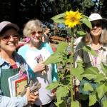 The Raab Park Youth Garden is staffed by volunteers and led by WSU Master Gardeners (from left to right) Jill Ray, Betsy Kurzawski and Cheryl Bosley.                                Terryl Asla/Kitsap News Group