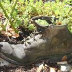 Succulent plants &ldquo;got the boot&rdquo; when youngsters turned them into planters on July 17.                                Terryl Asla/Kitsap News Group