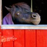 Thursday is ‘Diesel Day’