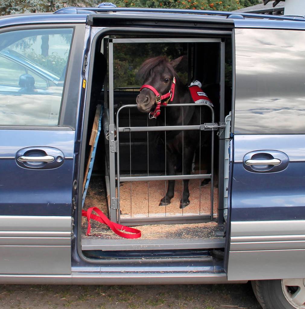Diesel travels in a custom-equipped mini-van. Appreciative neighbors helped build the custom stall inside.                                Terryl Asla/Kitsap News Group