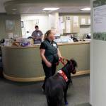 At the hospital nursing desk, Diesel and his trainer, Eileen Watland, wait for Edith Enns, an integrative health practitioner, to join them on their rounds. 
 Terryl Asla/Kitsap News Group