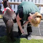 It takes about four hours to get Diesel ready to visit patients. Terryl Asla/Kitsap News Group