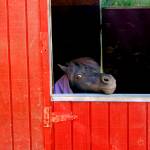 You can call him &ldquo;small&rdquo; or &ldquo;tiny,&rdquo; but don&rsquo;t call Diesel a pony. He&rsquo;s a miniature horse. Think &ldquo;Black Beauty&rdquo; meets &ldquo;Honey, I Shrunk the Kids.&rdquo; He&rsquo;s about the size of a large dog. He&rsquo;s also very special because he was the first registered therapy horse in the Northwest, according to his trainer.                                Terryl Asla/Kitsap News Group
