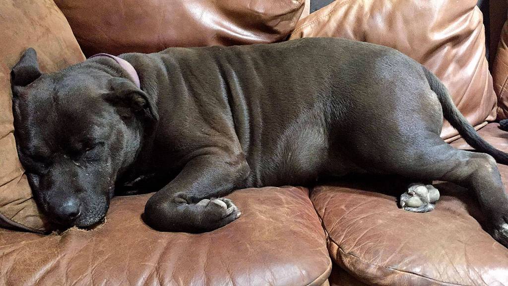 Cheryl Knowles used to hate pit bulls until her son brought a four-month-old pit bull home. Now, she describes herself as a &ldquo;convert&rdquo; in regards to the dogs.                                Photo courtesy Cheryl Knowles