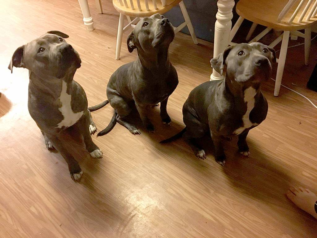 Christine Rowan said one of her pit bulls, Buttercup, &ldquo;was the sweetest most lovable thing. She is bluenose brindle. I got her to be my dog but she fell in love with my son. She is now his dog and she will do anything for him. He has bad anxiety and she is one of the only things that calm him down.&rdquo;                                Photo courtesy Christine Rowan