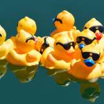 Ducks float along during the annual Silverdale Rotary Duck Race at Whaling Days on the Silverdale water front. (Mark Krulish/Kitsap News Group)