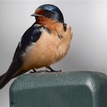 A bit about the Swallows of Capistrano