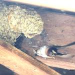 A bit about the Swallows of Capistrano