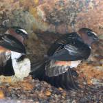 A bit about the Swallows of Capistrano