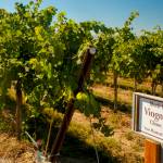 Viognier continues to seduce winemakers