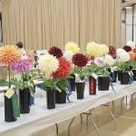 Dahlias: It’s the variety that lures them in