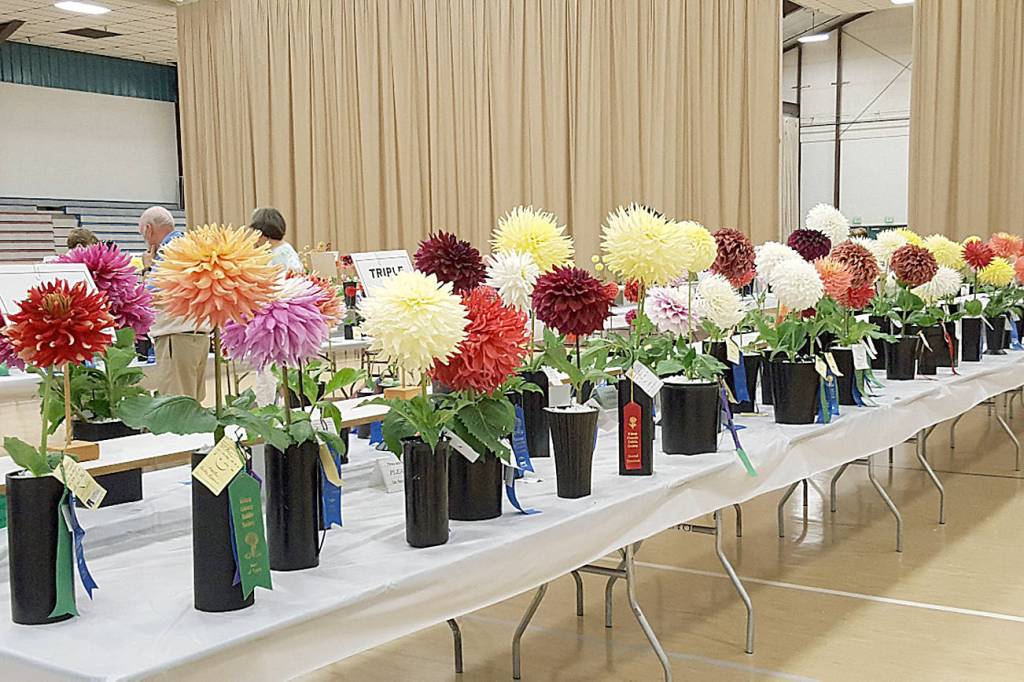 Dahlias: It’s the variety that lures them in