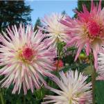 Dahlias: It’s the variety that lures them in