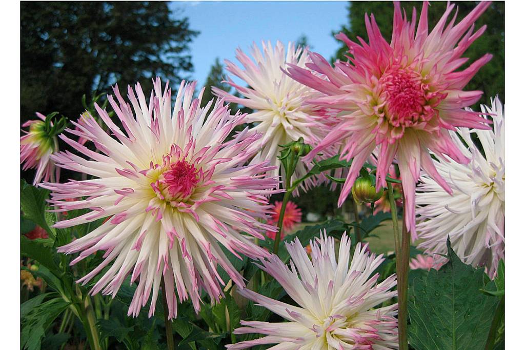 Dahlias: It’s the variety that lures them in