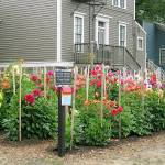 Dahlias: It’s the variety that lures them in