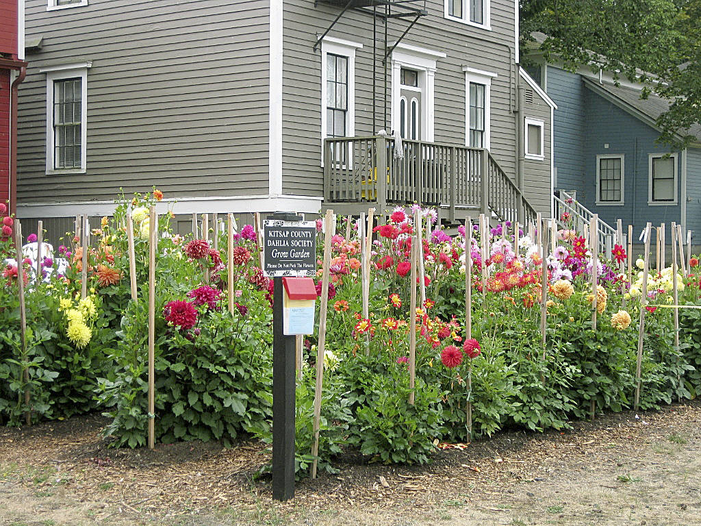 Dahlias: It’s the variety that lures them in