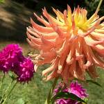 Dahlias: It’s the variety that lures them in