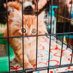 Cats will take over three city halls in Kitsap for a day: Poulsbo on Aug. 8, Bainbridge Island on Aug. 15 and Port Orchard on Aug. 29.                                Fiona Margo / Courtesy photo