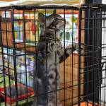 These ‘candidates’ were out to win hearts, not votes