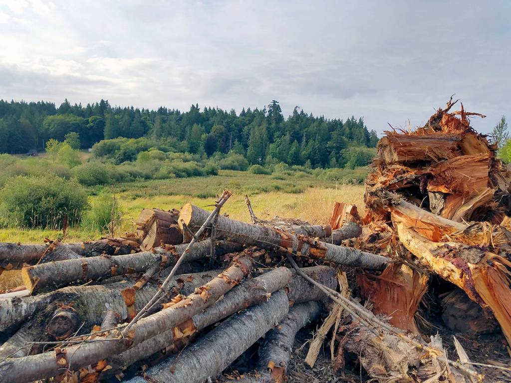 The Williams are also environmentally conscious when it comes to their 10 acre property. They can only use 2.7 acres for the business; the land behind the flat plateau the business sits atop drops away into a valley to the west and is mostly wetlands. A filtration system collects the ground water and it goes through a kind of bioswale. There&rsquo;s a filter up on top and another one on the bottom of the hill.                                Terryl Asla/Kitsap News Group