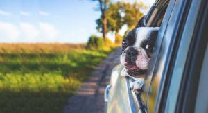 Make sure your pet has plenty of air when riding in the car. And do not leave pets in the car in the heat, even with the windows cracked a space.