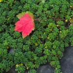 Fall garden solutions and tips | Garden Life