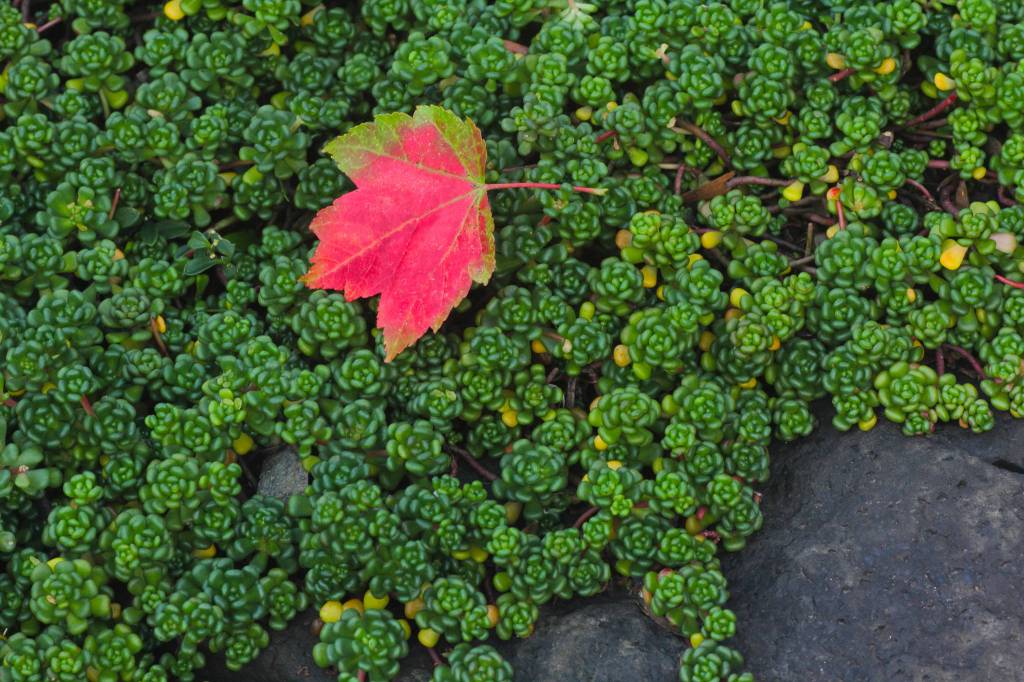 Fall garden solutions and tips | Garden Life