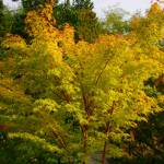 Fall garden solutions and tips | Garden Life