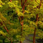 Fall garden solutions and tips | Garden Life