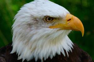 Klahowya Eagles Cross Country | Fall Sports Preview