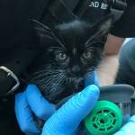 Velcro, a kitten, survived a fire at Wellington Apartments. (Ileana LiMarzi/Central Kitsap Fire & Rescue)