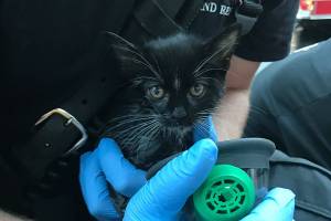 Velcro, a kitten, survived a fire at Wellington Apartments. (Ileana LiMarzi/Central Kitsap Fire & Rescue)