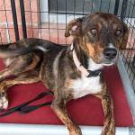 Kitsap Humane Society takes in dogs from hurricane-affected shelters