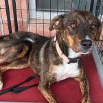 Kitsap Humane Society takes in dogs from hurricane-affected shelters