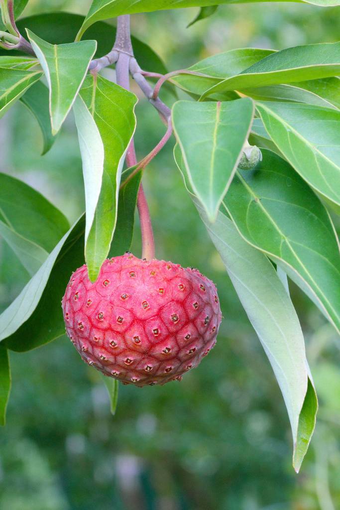 The evergreen dogwood (Cornus capitata) is a beautiful tree to seek out for four seasons. (Debbie Teashon)