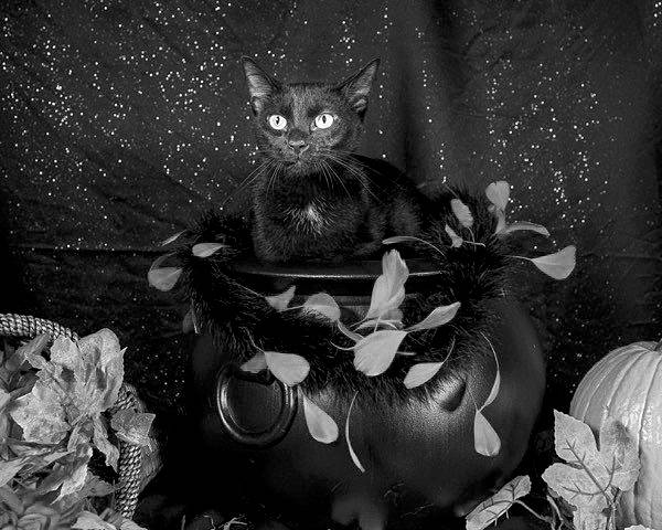 Halloween and Your Pets | Pets and People