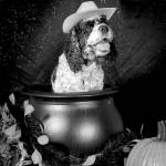 Halloween and Your Pets | Pets and People
