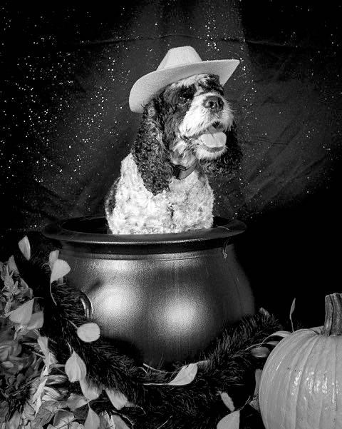 Halloween and Your Pets | Pets and People