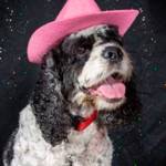 Halloween and Your Pets | Pets and People