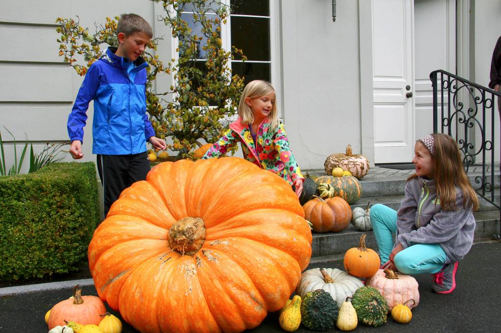 Picking pumpkins, sighting squash and looking at leaves: Fall in love with autumn accoutrements round Kitsap