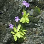 A great time to discuss carnivorous plants and horror stories | Garden Life